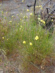 helianthemum scoparium